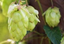 La Junta de Castilla y León convoca ayudas por valor de 150.000 euros para el cultivo del lúpulo Ayudas al lúpulo. Lúpulo y cerveza