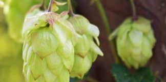 La Junta de Castilla y León convoca ayudas por valor de 150.000 euros para el cultivo del lúpulo Ayudas al lúpulo. Lúpulo y cerveza