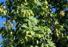 La Salve comienza la campaña de recolección de lúpulo en La Rioja Plantación de lúpulo en La Rioja