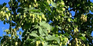 La Salve comienza la campaña de recolección de lúpulo en La Rioja Plantación de lúpulo en La Rioja